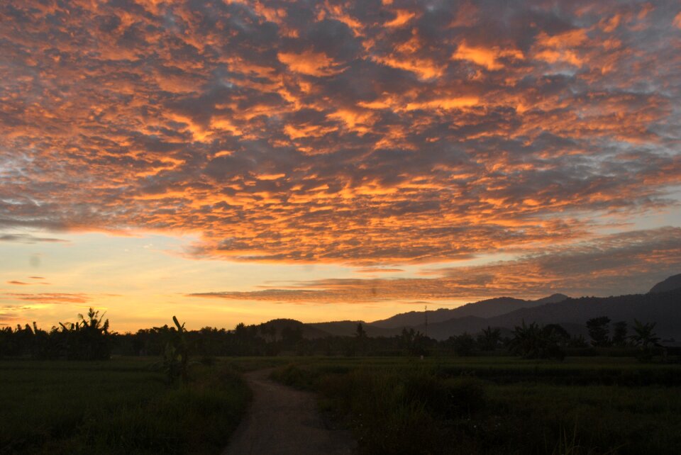 Sunrise ricefields sumbawa