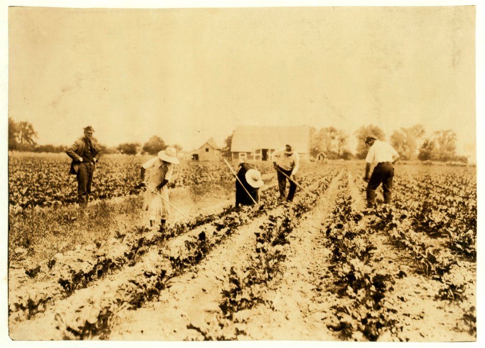 Kastvan family, beet workers near Corunna, hoeing beets. They are Hungarians who came to Mich. last Spring with a trainload of immigrants (several hundred of them) from New York City. Now LOC nclc.00690