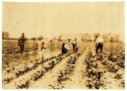 Kastvan family, beet workers near Corunna, hoeing beets. They are Hungarians who came to Mich. last Spring with a trainload of immigrants (several hundred of them) from New York City. Now LOC nclc.00690