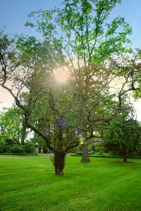 Outdoor scenery green sunset
