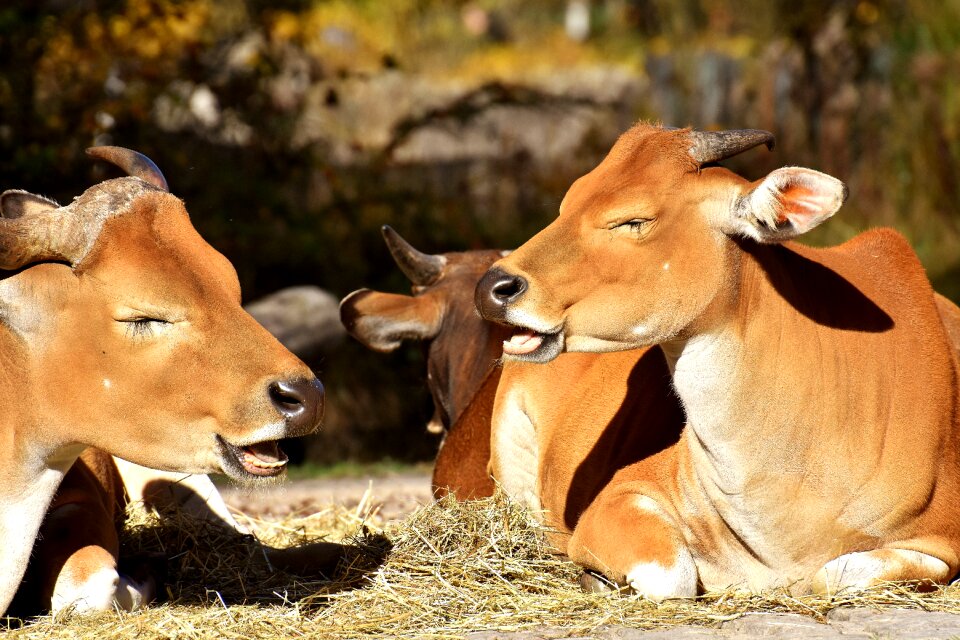 Wild zoo hellabrunn