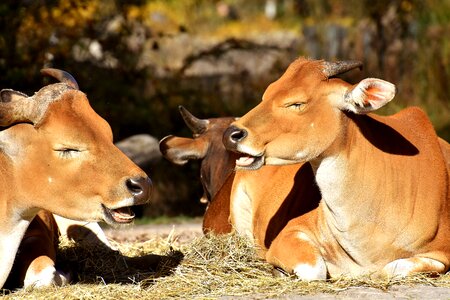 Wild zoo hellabrunn photo