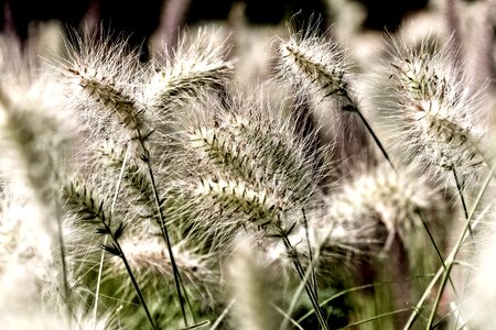 Fluffy flower close up