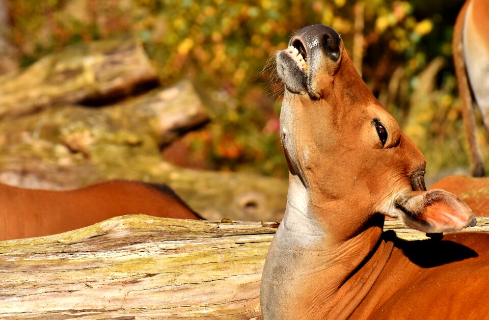 Wild zoo hellabrunn