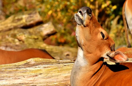 Wild zoo hellabrunn photo