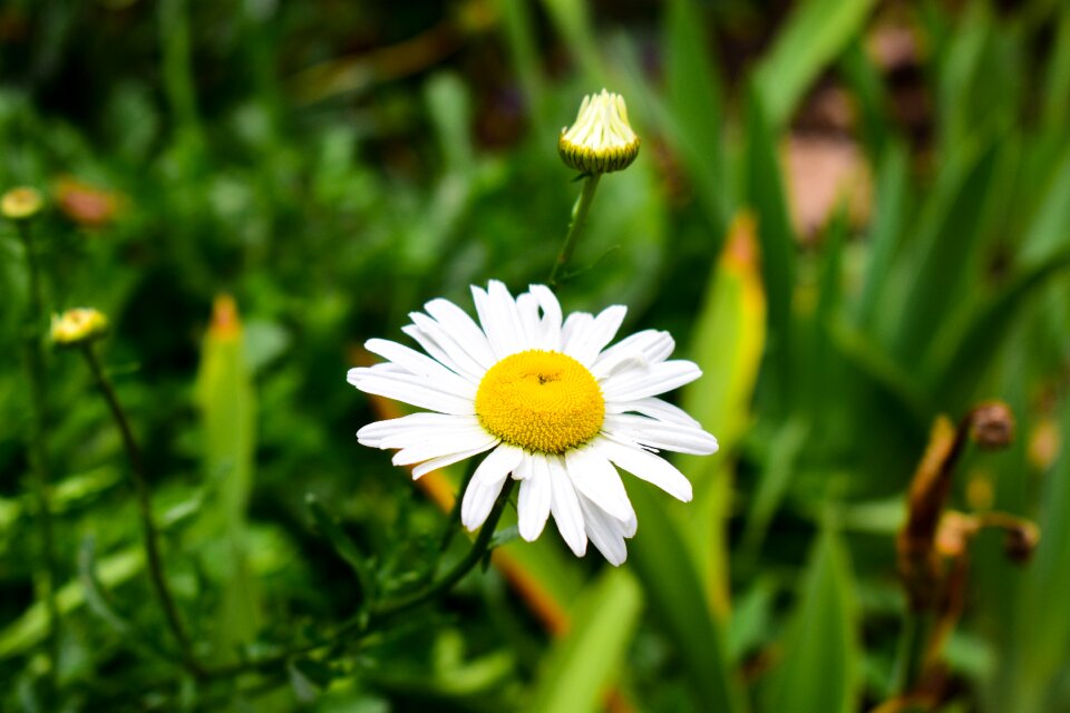 Plant flower summer photo