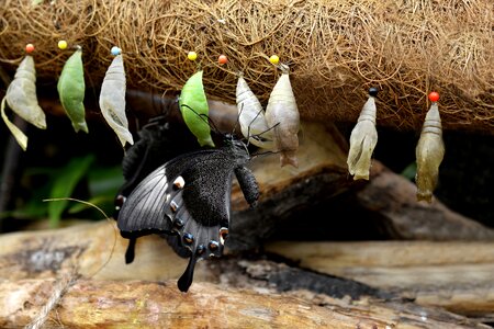 Breeding hanging nature