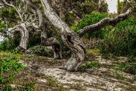 Nature wood scenery