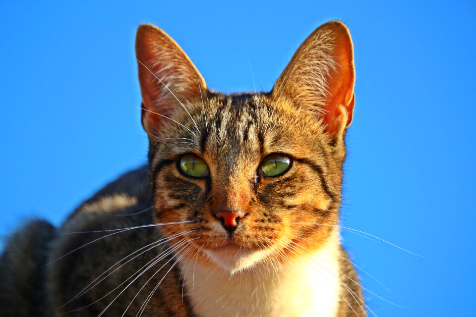 Mackerel tiger cat domestic cat