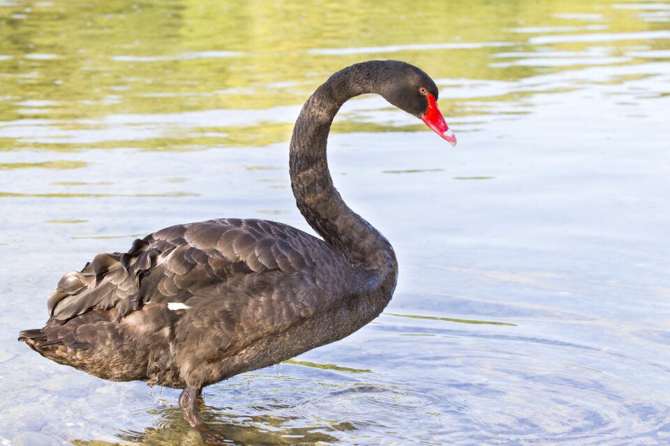 Water bird swans species