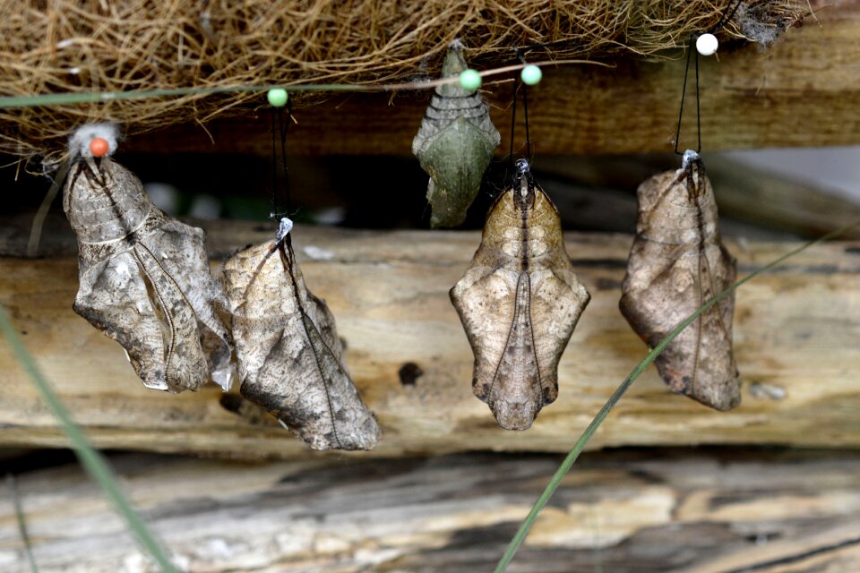 Breeding hanging nature