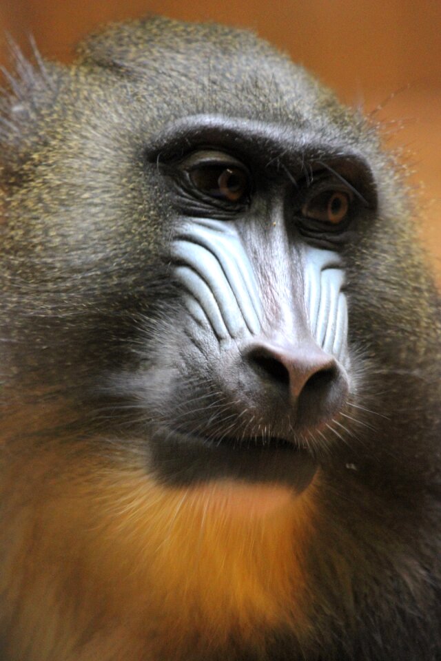 Animal mammal mandrill