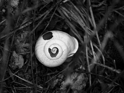 Kindling schemes shell