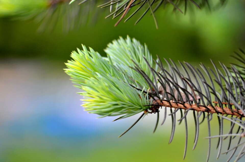 Branch beautiful greens