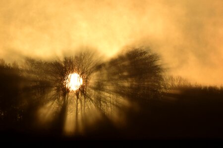 Trees edge of the woods fog