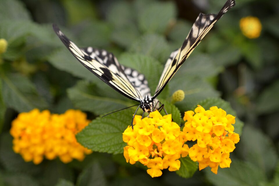 Flying animal black