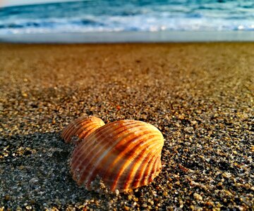 Sand shell sea photo