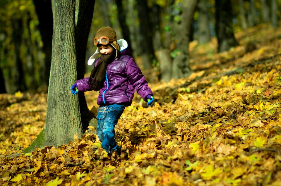 Photo leaves forest