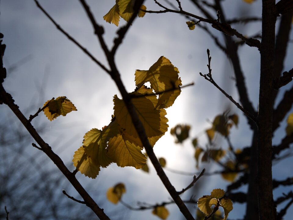 Dry leaf tree forest