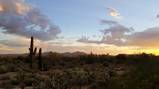 Cactus arizona park photo