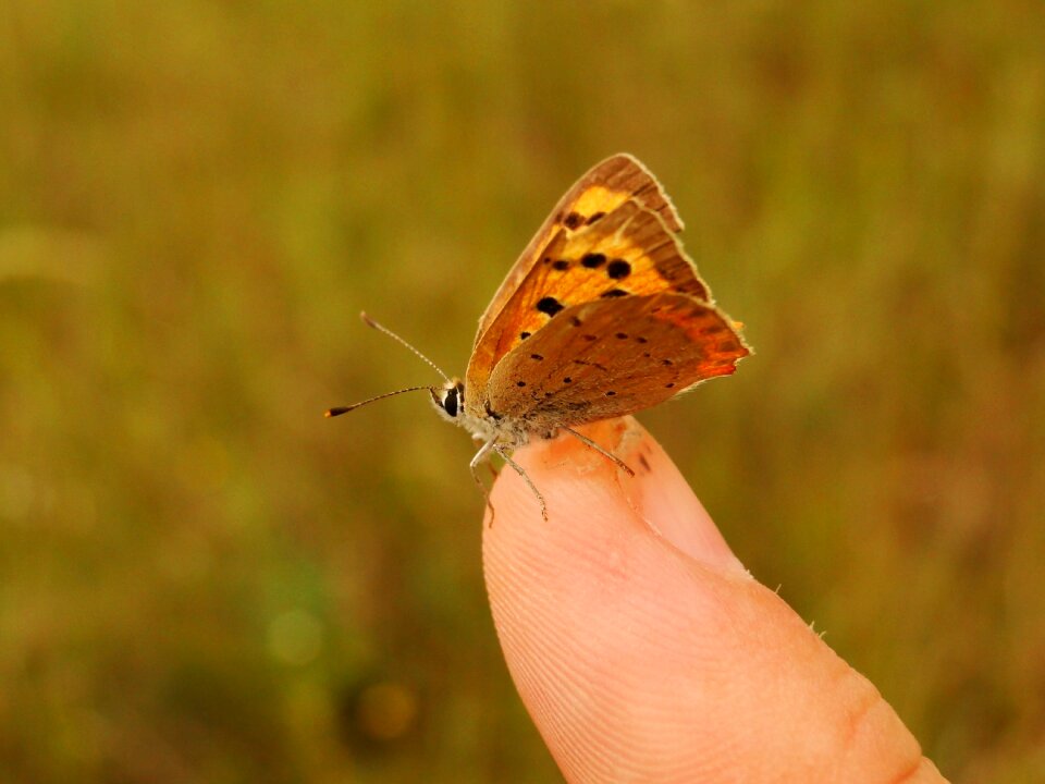 At the court of invertebrates animals