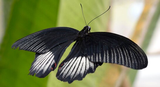 Flying animal black