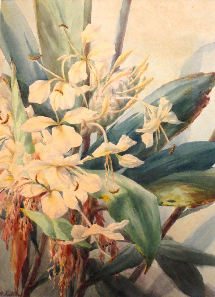 Helen Whitney Kelley - Yellow Ginger, c. 1906, HMA 19916