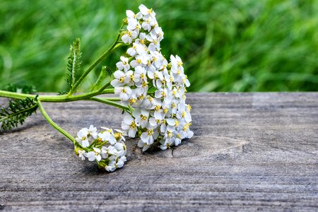 Grassland plants flowers bloom photo