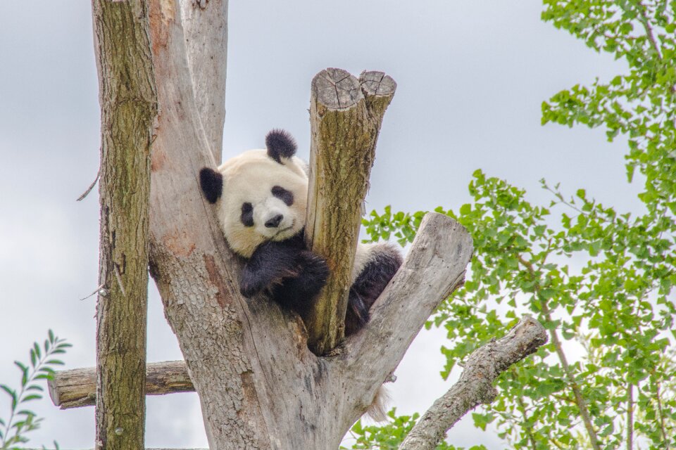 Animal panda tree trunk