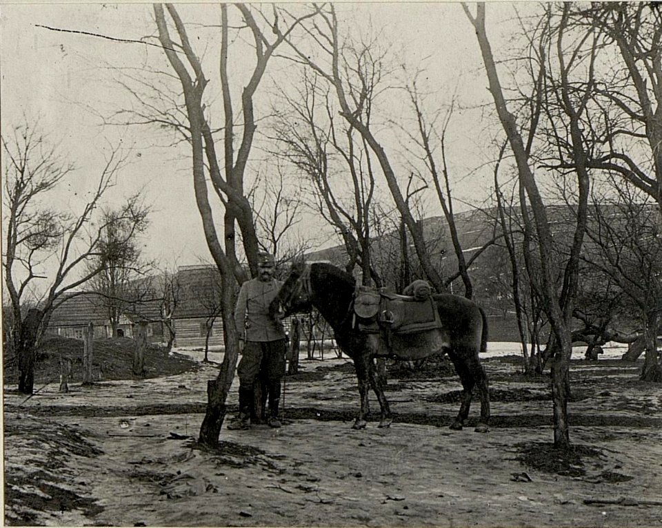 Kaukasisches Pferd. (BildID 15538277)