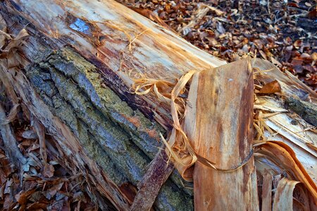 Log wood tree