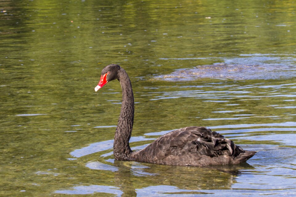 Water bird swans species