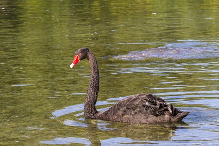 Water bird swans species