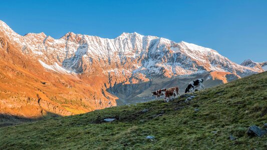 Pasture alpine south tyrol photo