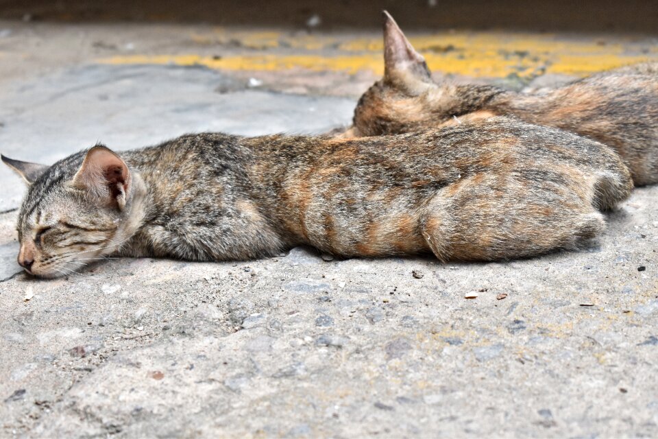Animal brown sleep brown sleeping