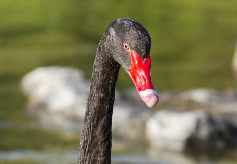 Water bird swans species