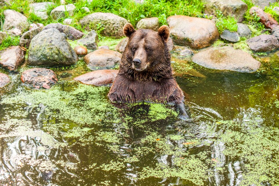 Wild animal wildlife park nature