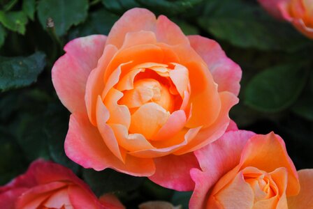 Rose flower petal photo