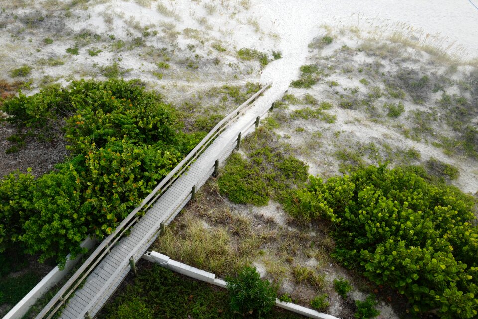 Plant nature landscape