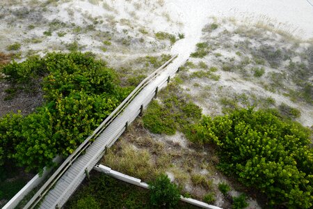 Plant nature landscape