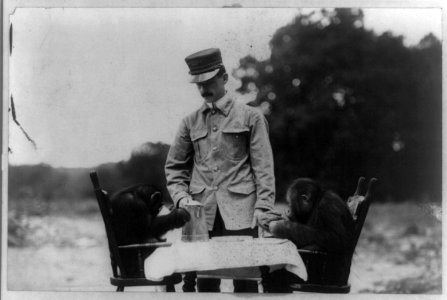 Keeper with two chimpanzees eating at table LCCN96502969