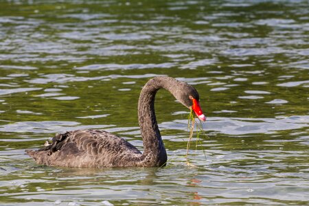 Water bird swans species