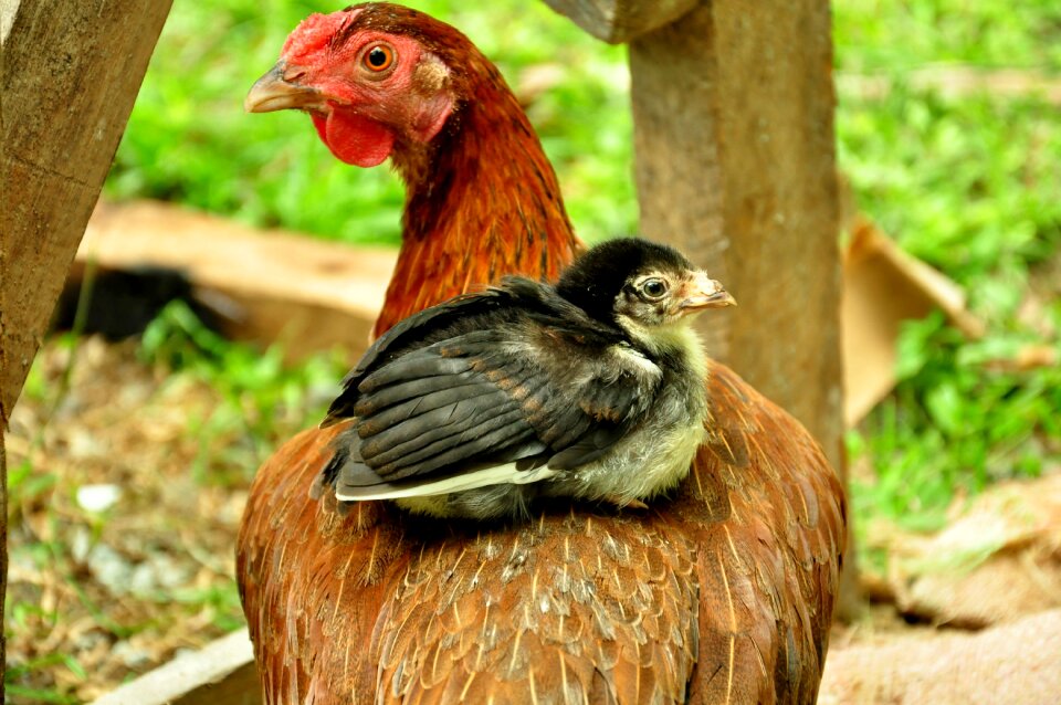 Hen poultry livestock photo