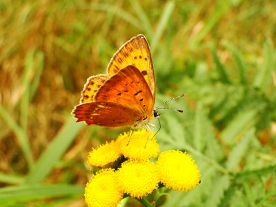 Summer plant animals