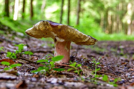 Close up macro forest mushroom photo