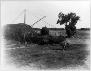 Kern County, California)- Bellevue Ranch. Stacking alfalfa hay LCCN2003662211