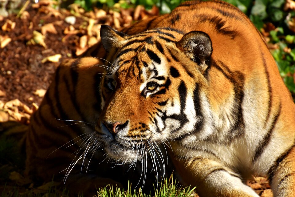 Fur beautiful dangerous