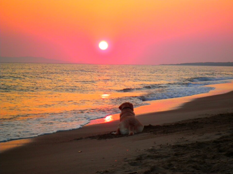 Sunset beach labrador colorful