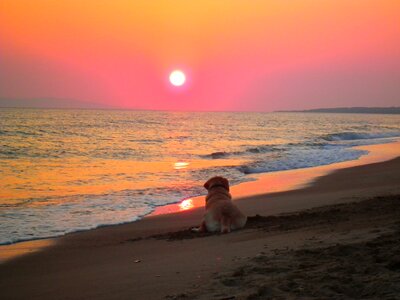 Sunset beach labrador colorful