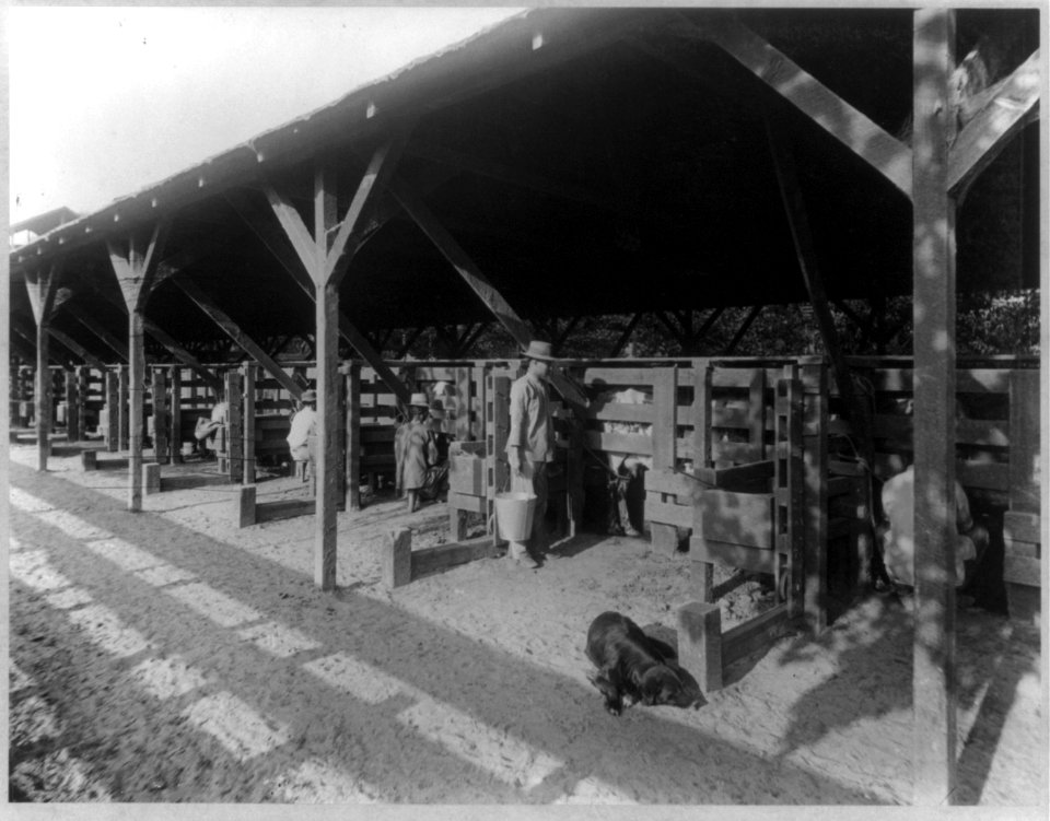 Kern Island Dairy - the milking chute, Kern County, Calif. LCCN2003690397